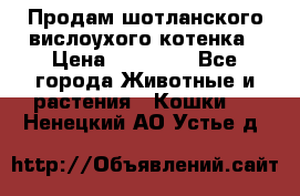 Продам шотланского вислоухого котенка › Цена ­ 10 000 - Все города Животные и растения » Кошки   . Ненецкий АО,Устье д.